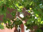 ES_MAD_MAD Madrid-141-03 Atalaya-18